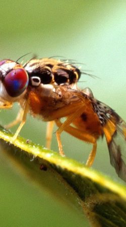 Ceratitis capitata