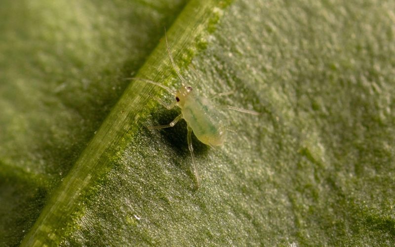 Myzus persicae