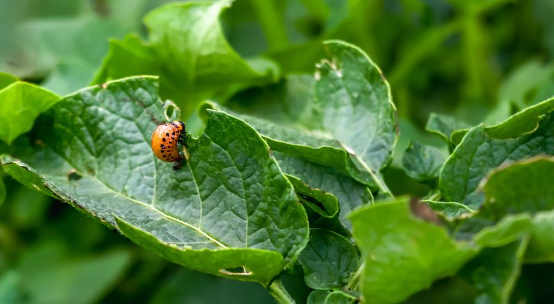 Colorado potato beetle Leptinotarsa decemlineata potato pest on green foliage. Pest control. Gardening. Horizontal photo.