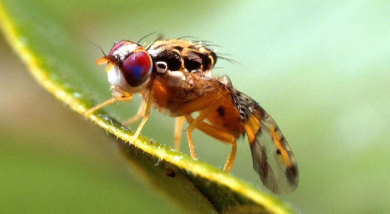 Ceratitis capitata