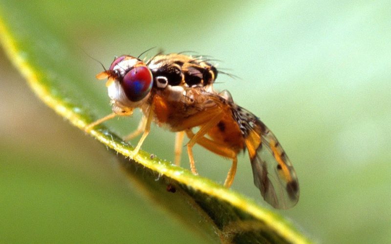 Ceratitis capitata