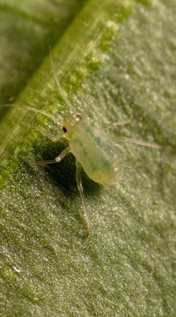 Myzus persicae