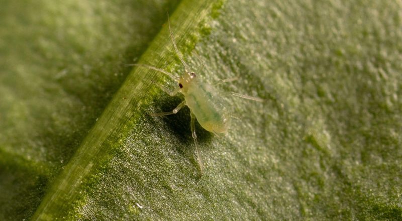 Myzus persicae