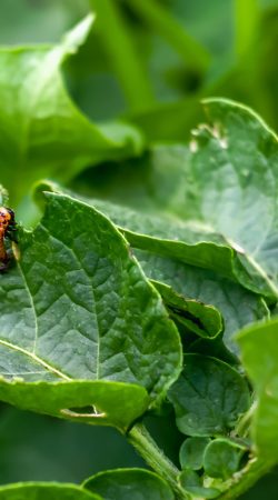 Colorado potato beetle Leptinotarsa decemlineata potato pest on green foliage. Pest control. Gardening. Horizontal photo.