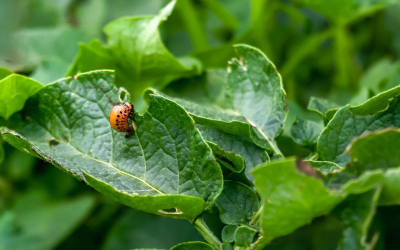 Colorado potato beetle Leptinotarsa decemlineata potato pest on green foliage. Pest control. Gardening. Horizontal photo.