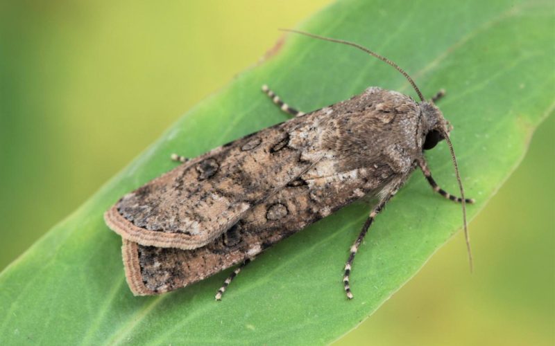 Turnip Moth