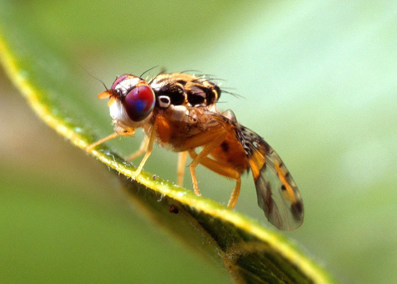 Ceratitis capitata