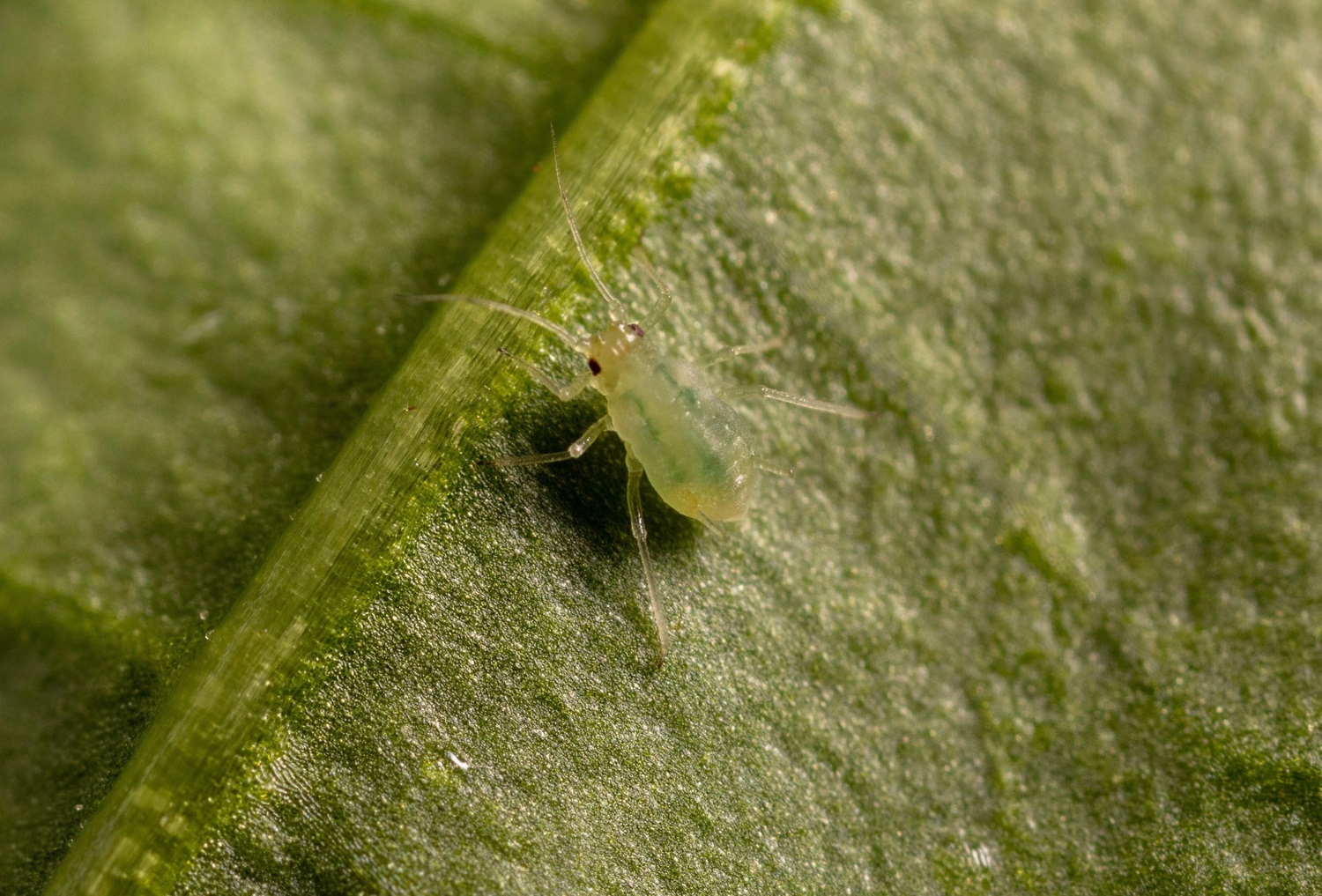 Myzus persicae