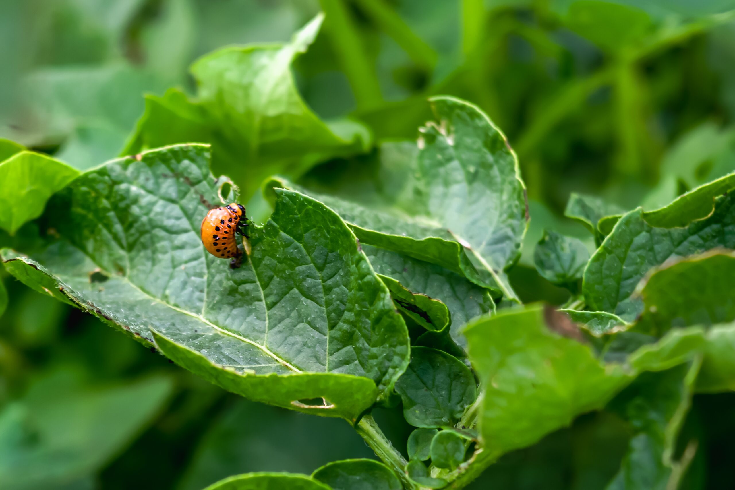 Colorado potato beetle Leptinotarsa decemlineata potato pest on green foliage. Pest control. Gardening. Horizontal photo.