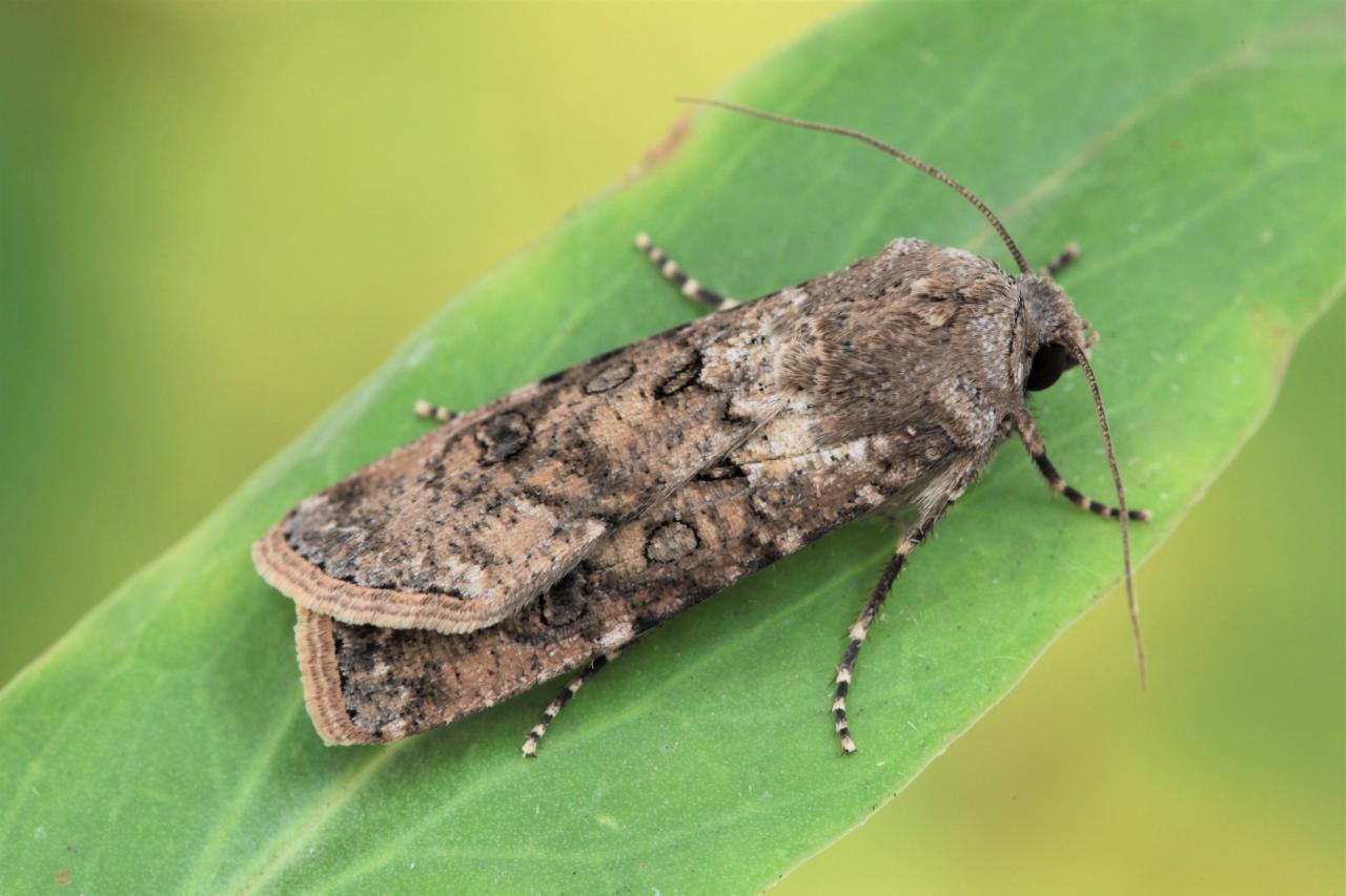 Turnip Moth